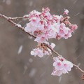 Photos: 日立紅寒桜