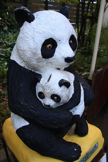 Photos: 067 かみね動物園のパンダ
