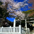 Photos: 907 大甕神社のヤマザクラ