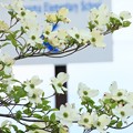 845 塙山のハナミズキ
