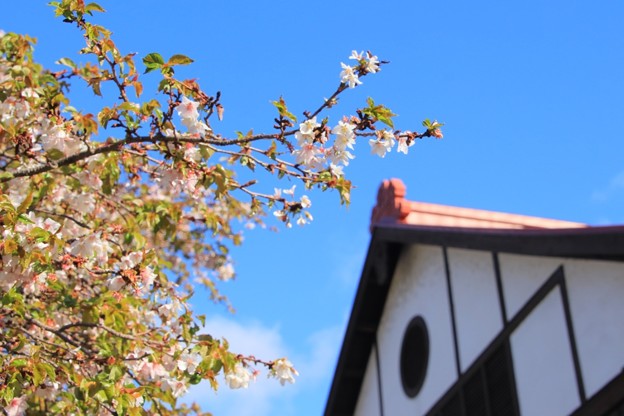Photos: 340 共楽館の四季桜