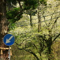 388 本山の桜並木