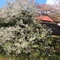 Photos: 342 日鉱斯道館の桜