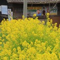 Photos: 546 36号線の菜の花