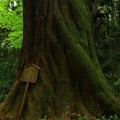爺杉 真弓神社