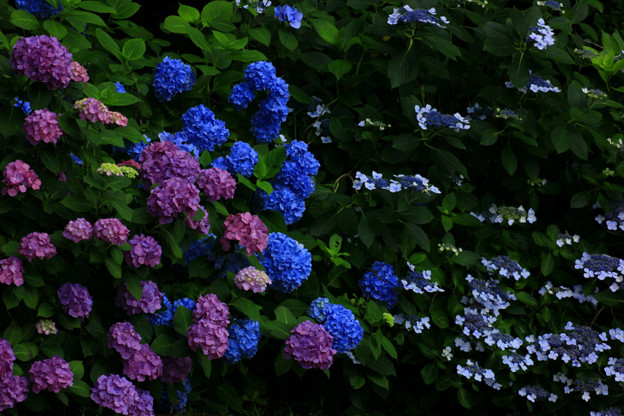 Photos: 173 鵜の岬の紫陽花