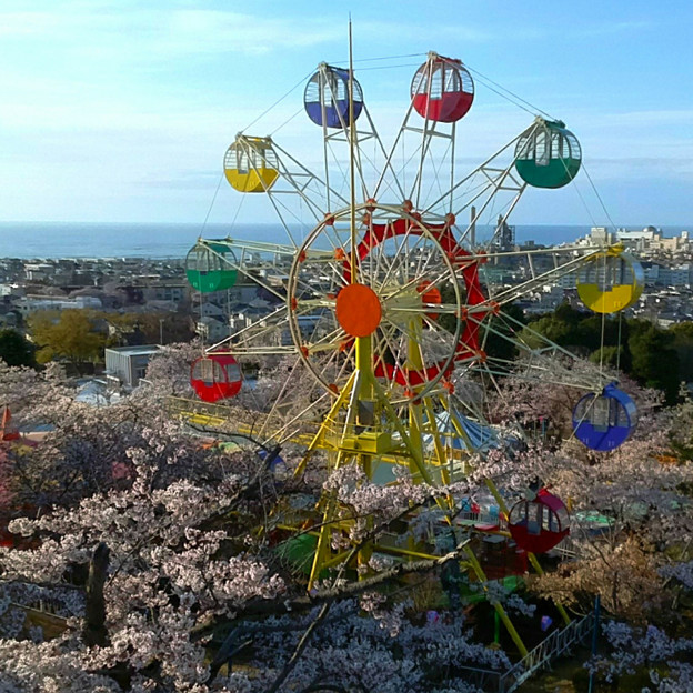 081 かみね公園の桜 写真共有サイト フォト蔵