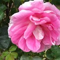 Photos: 大きな薔薇の花♪