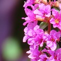Photos: ミソハギの花♪