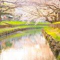 Photos: 川越の桜