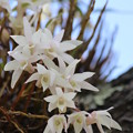 Photos: ２６．５．１９松島町の花「セッコク」