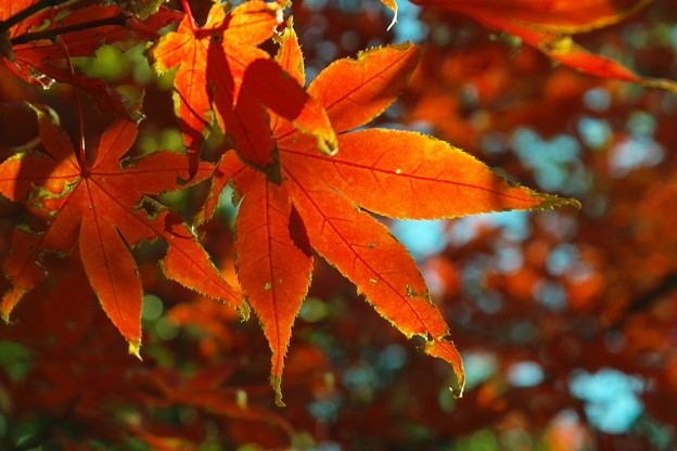 053SD14_2099 清澄庭園の紅葉