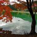 鴨さんもいます～～♪