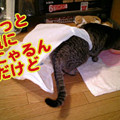 Photos: 2006/2/9-【猫写真】変にゃ格好にゃ～。