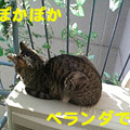 Photos: 2006/2/27-【猫写真】置物にゃんこ・その３