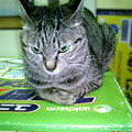 Photos: 2006/2/16-【猫写真】あたしのにゃ！