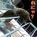 Photos: 2006/2/18-【猫写真】誰にゃ？