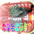 Photos: 2006/2/10-【猫写真】洗濯物じゃにゃいにゃ！