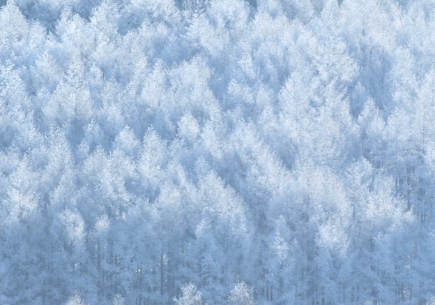 Photos: 日が射す冬の森。