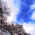 青空と桜満開