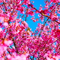 Photos: 桜とメジロ