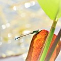 Photos: 蜻蛉