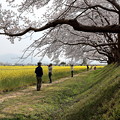 Photos: 20190406a　藤原宮跡の桜と菜の花7