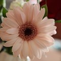 Photos: 花瓶の花