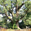 Photos: オオクスの木