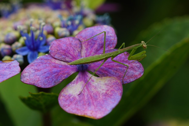 Photos: 紫陽花とカマキリ