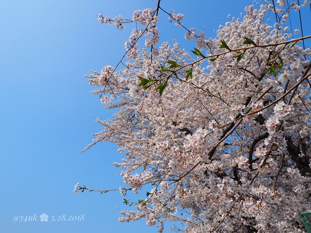 Photos: 半分、青い、半分、桜満開～青空＆ピンク花コントラスト最高～BlueSky & Cherryblossom [OM-D E-M10MarkII, 12-40mmF2.8PRO]