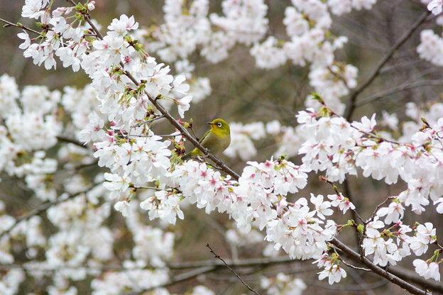 Photos: メジロと四季桜