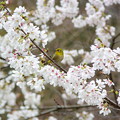 メジロと四季桜