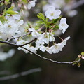 Photos: さくら咲く