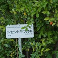 Photos: 四川常盤柿（シセントキワガキ）