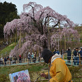 滝桜を描く