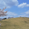 桜の山の頂上芝生広場