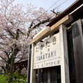 高滝駅 駅名標と桜