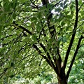 Photos: 樹木