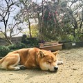 Photos: しだれ梅と柴犬２