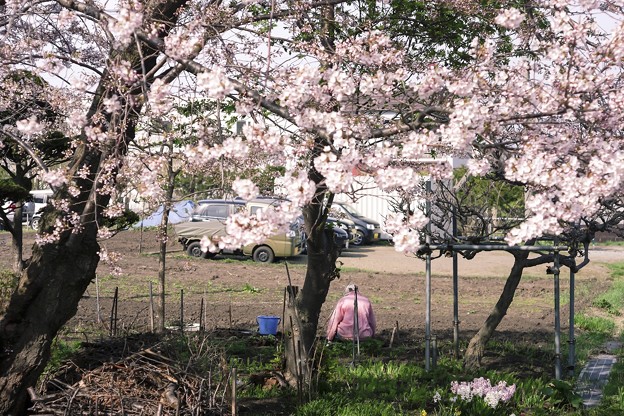5月の午後・2018／桜と梅とピンクのジャージ