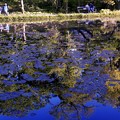 SILHOUETTE／青い大野池