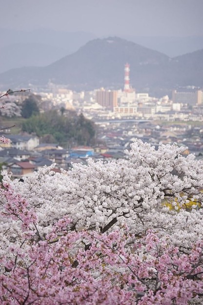 Photos: 桜と信夫山