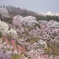 Photos: 花見山にて