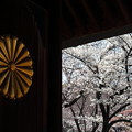 E57W0290_菊の御紋と桜