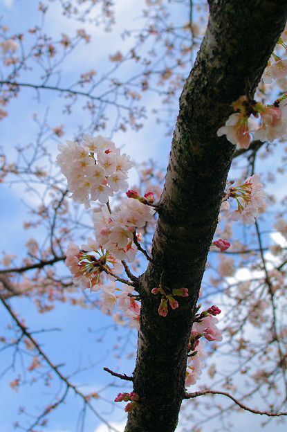 初代AFで撮る桜