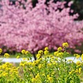 菜の花と河津桜（松戸　21世紀の森広場）