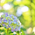 松戸・本土寺の紫陽花