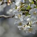 Photos: 大島桜