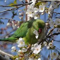 Photos: 桜とインコ（４）